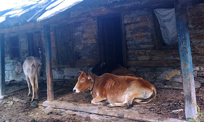 Cows-on-Porch-near-Government-Rest-Houses1