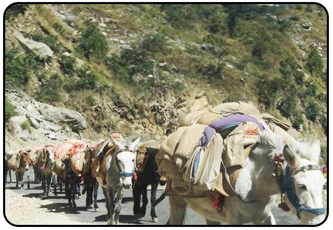 horses-carrying-pilgrim-luggage-gangotri