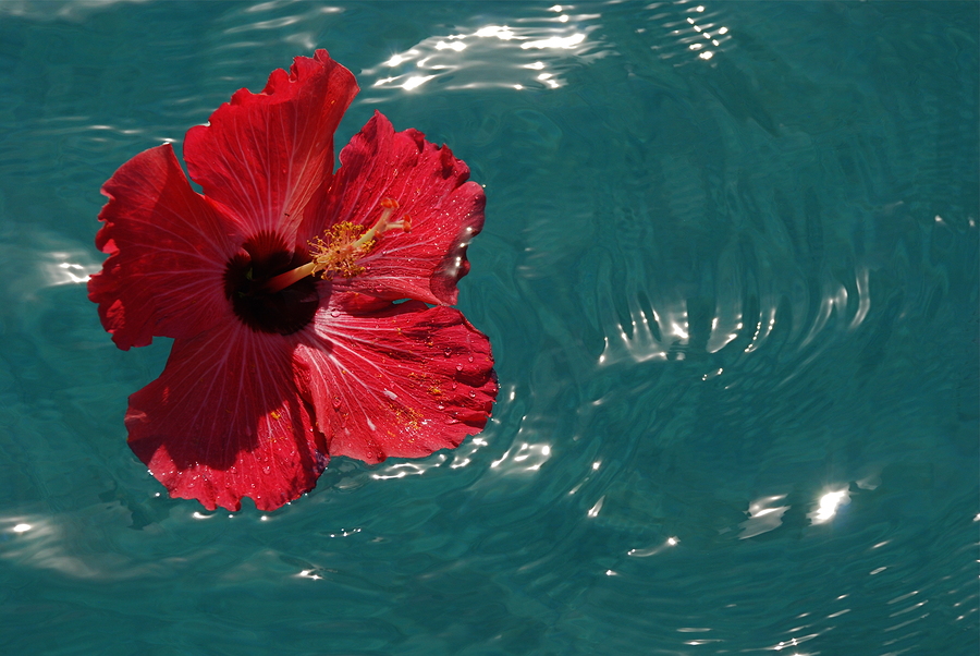 bigstock-floating-Hibiscus-blossom-6575250