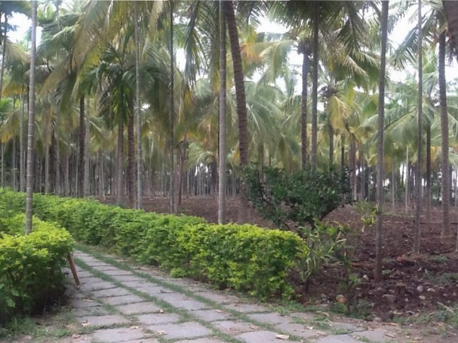 Mysore Temple, Grounds 2