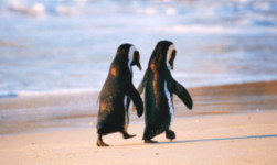 relationships-penguins-on-beach