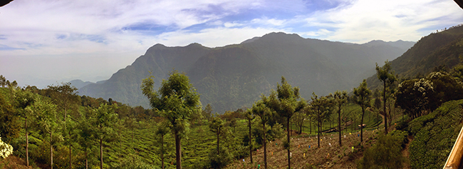 tea-plantation-from-porch